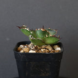 【DRAGON AGAVE】アガベ  霍利達 × 026  EC4