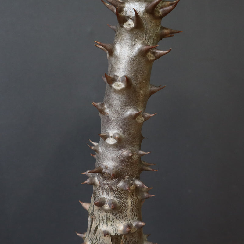 P.バロニー (実生) 19