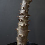 P.バロニー (実生) 19