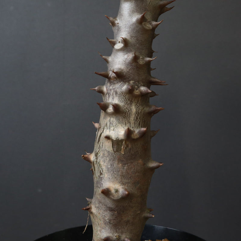 P.バロニー (実生) 19