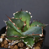 【DRAGON AGAVE】アガベ  霍利達 × 026  EC4