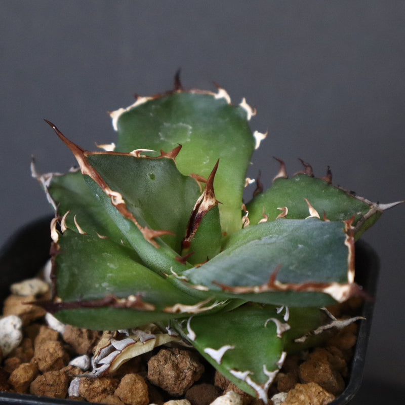 【DRAGON AGAVE】アガベ  霍利達 × 026  EC4