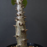 P.バロニー (実生) 19