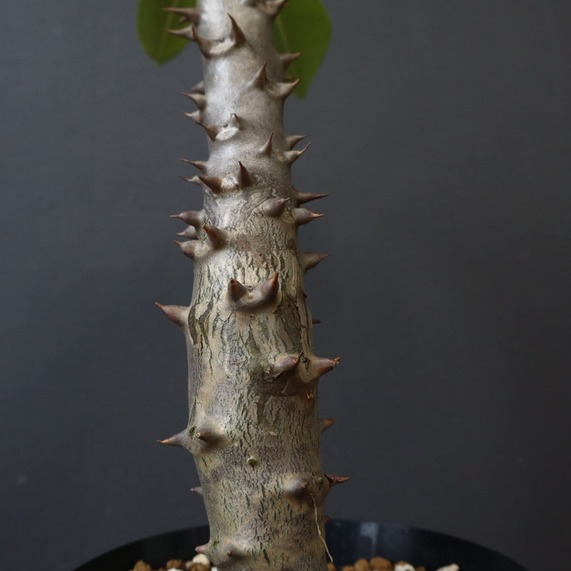 P.バロニー (実生) 19