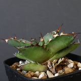 【DRAGON AGAVE】アガベ  霍利達 × 026  EC4