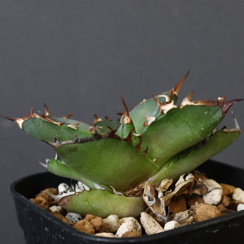 【DRAGON AGAVE】アガベ  霍利達 × 026  EC4