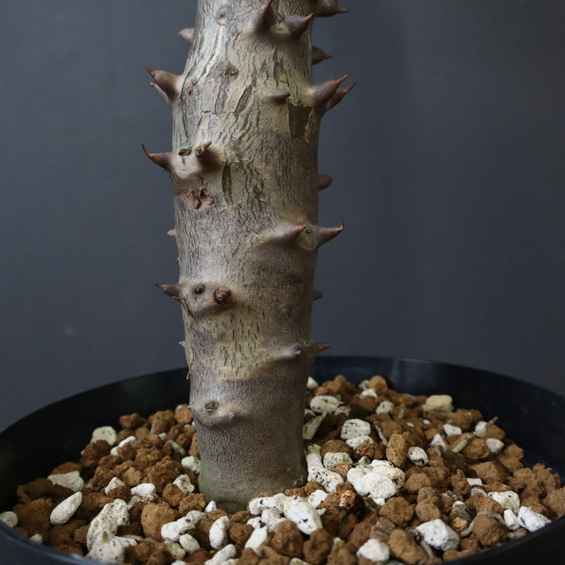 P.バロニー (実生) 19