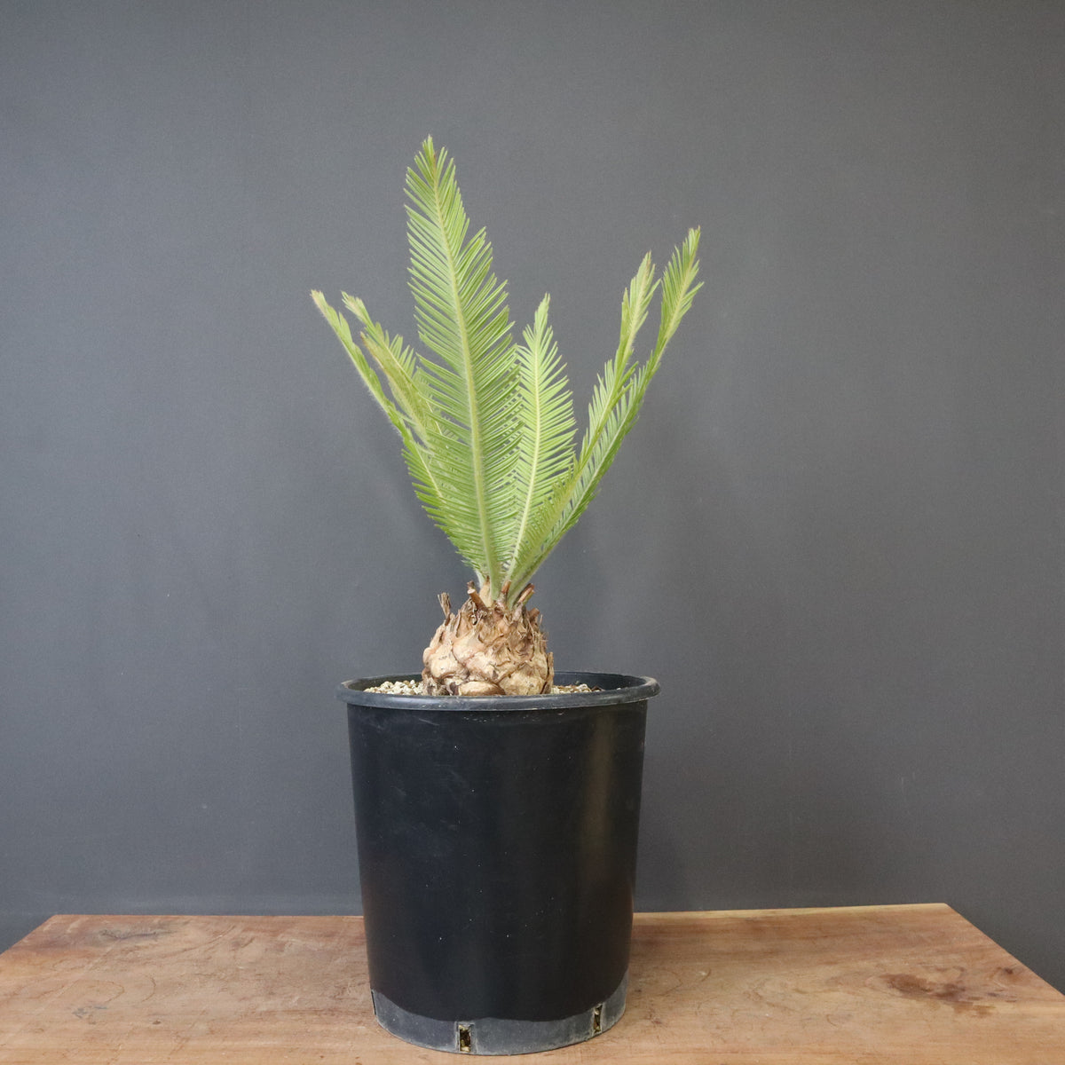 ソテツ – TaiShoDo ONLINE SHOP