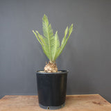 エンセファラルトス ゲリンキー 2