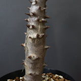 P.バロニー (実生) 19