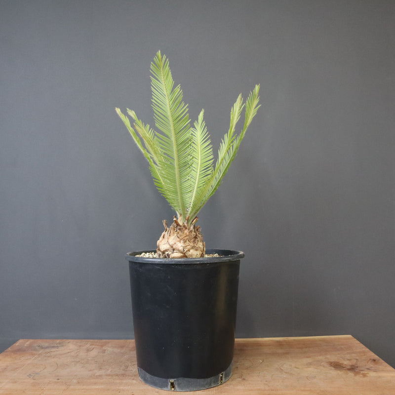 エンセファラルトス ゲリンキー 2