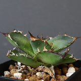 【DRAGON AGAVE】アガベ  霍利達 × 026  EC4