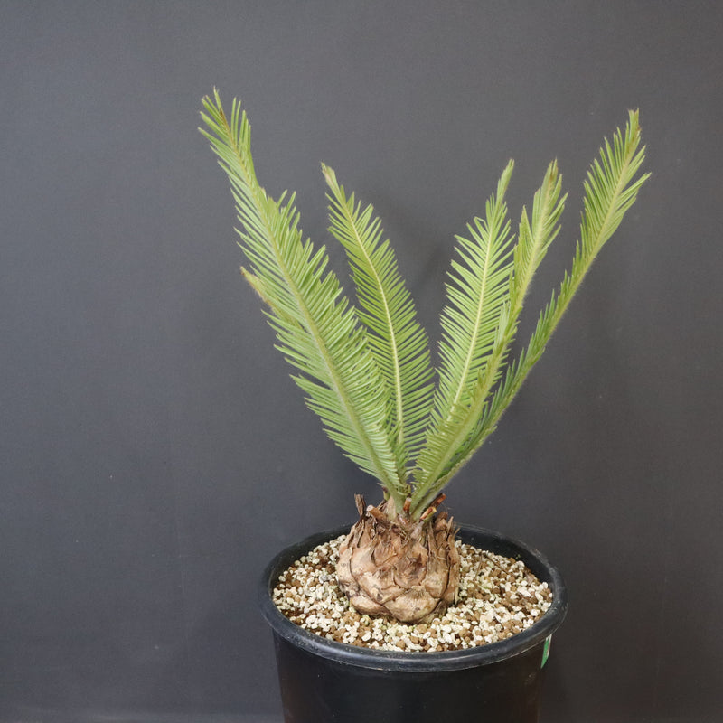 エンセファラルトス ゲリンキー 2