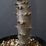 P.バロニー (実生) 19