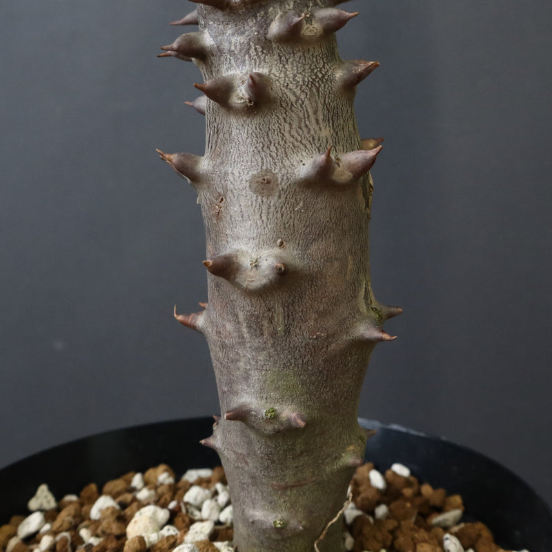 P.バロニー (実生) 19