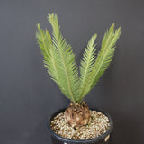 エンセファラルトス ゲリンキー 2