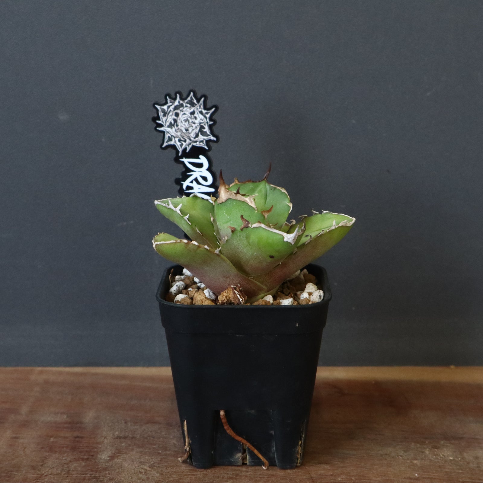 DRAGON AGAVE】アガベ 白犀牛 EC1 – TaiShoDo ONLINE SHOP