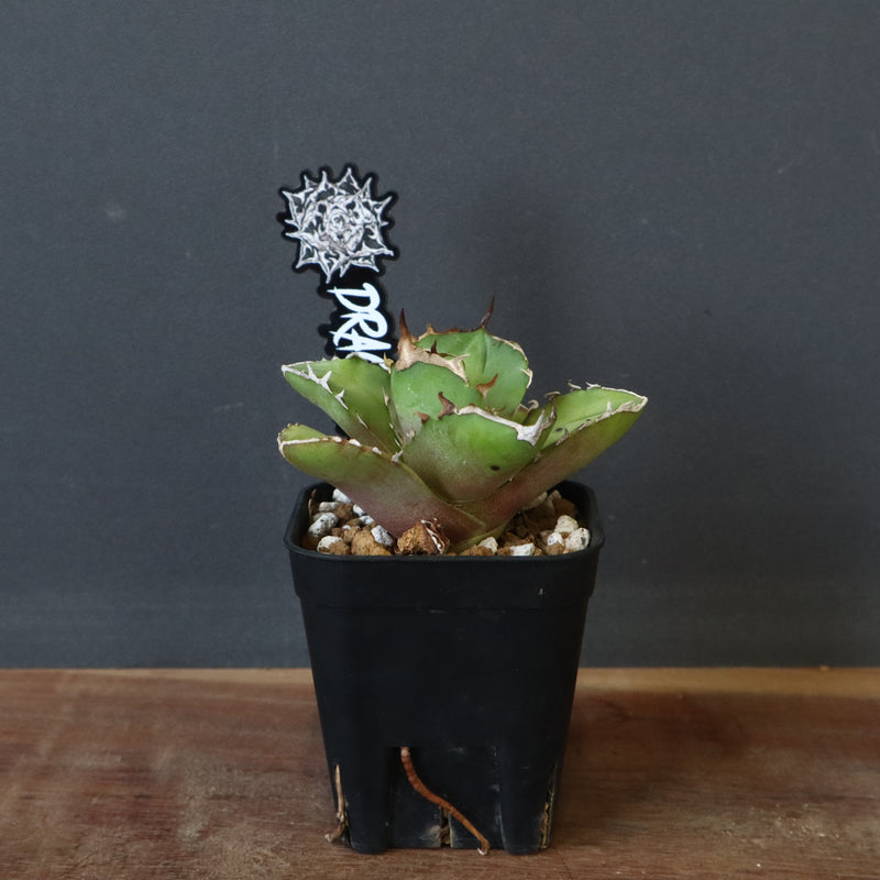アガベ　白犀牛 アガベ チタノタ '白犀牛' Agave titanota 'white rhino