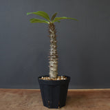 P.バロニー (実生) 20