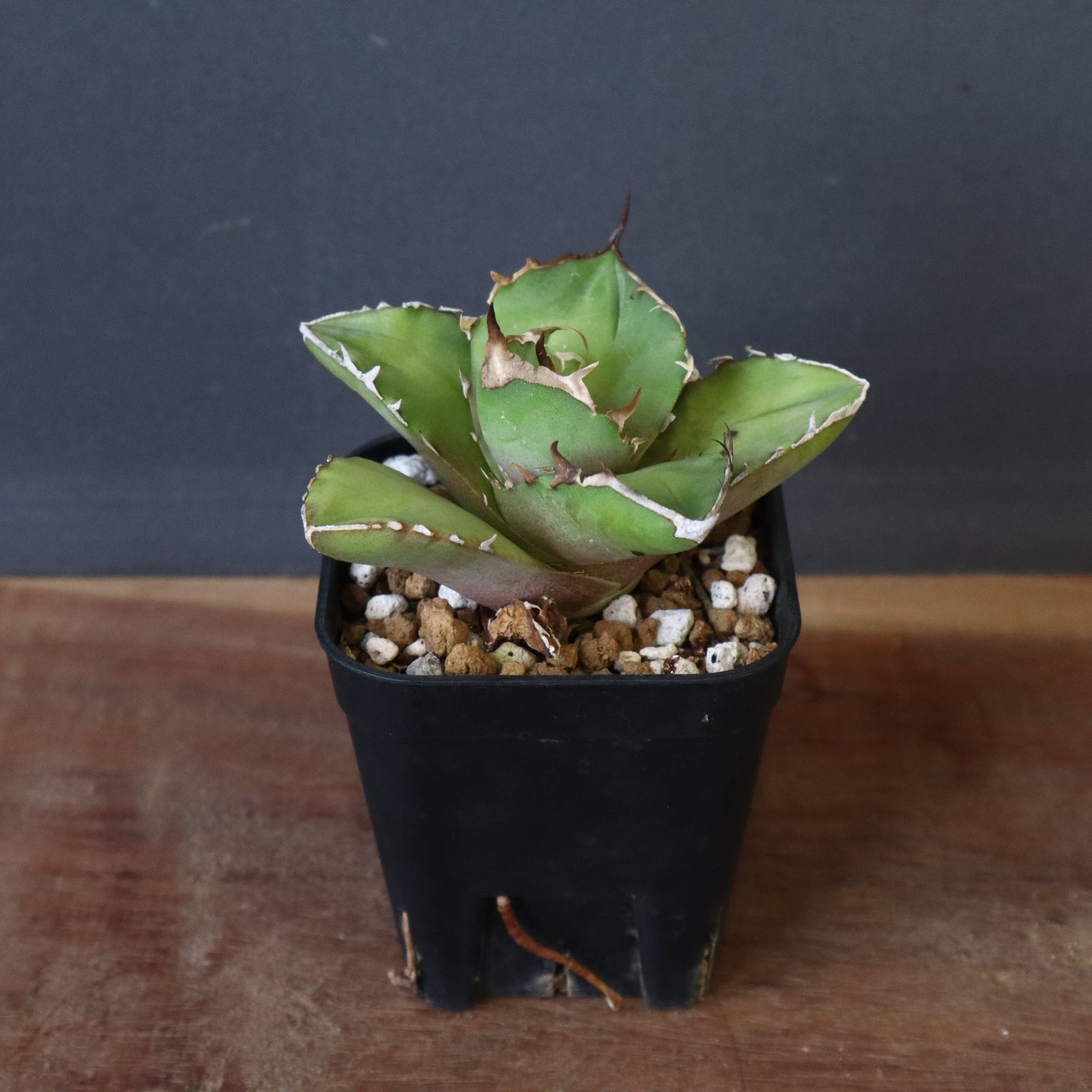 アガベ 鉢植発送 白犀牛 極上血統 限定 子株 DR アガベ 鉢植発送 白犀牛 極上血統 限定 子株 DR