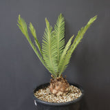 エンセファラルトス ゲリンキー 2