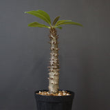 P.バロニー (実生) 20