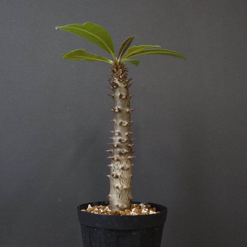 P.バロニー (実生) 20