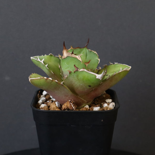 【DRAGON AGAVE】アガベ  白犀牛  EC1