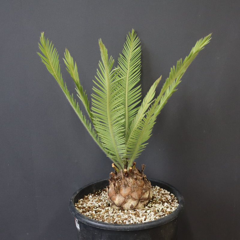 エンセファラルトス ゲリンキー 2