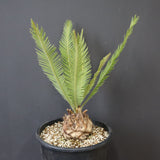 エンセファラルトス ゲリンキー 2