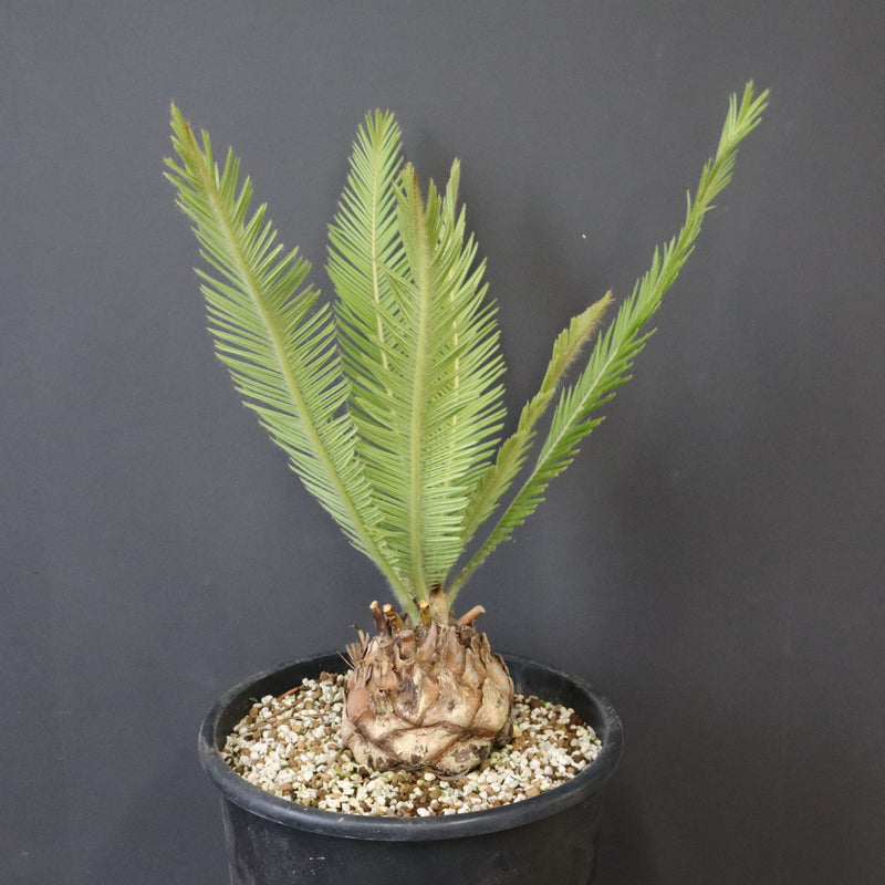 エンセファラルトス ゲリンキー 2