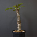 P.バロニー (実生) 20