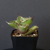 【DRAGON AGAVE】アガベ  白犀牛  EC1