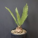 エンセファラルトス ゲリンキー 2