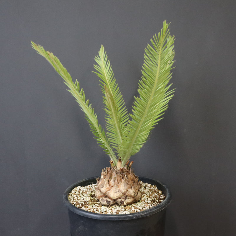 エンセファラルトス ゲリンキー 2