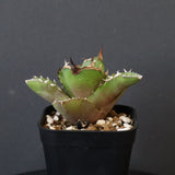 【DRAGON AGAVE】アガベ  白犀牛  EC1