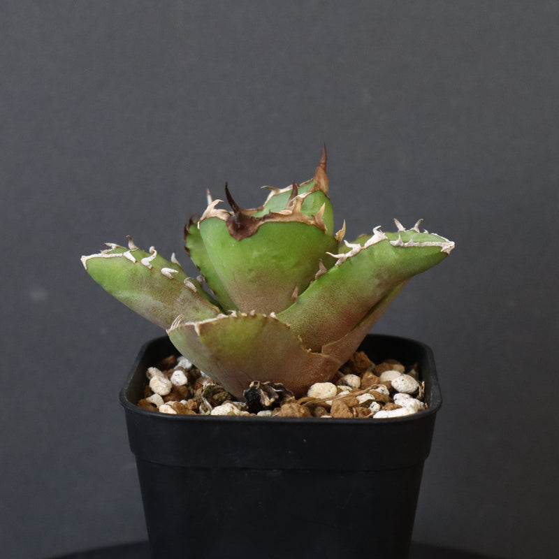 【DRAGON AGAVE】アガベ  白犀牛  EC1