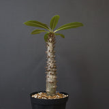 P.バロニー (実生) 20