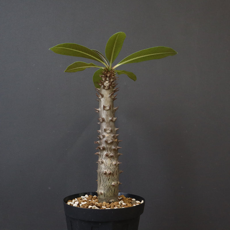 P.バロニー (実生) 20