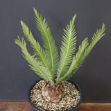 エンセファラルトス ゲリンキー 2