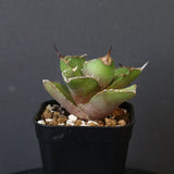 【DRAGON AGAVE】アガベ  白犀牛  EC1
