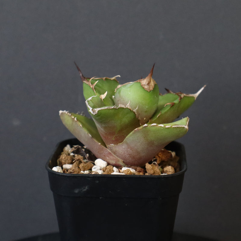 【DRAGON AGAVE】アガベ  白犀牛  EC1