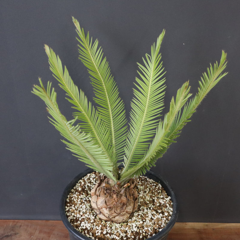 エンセファラルトス ゲリンキー 2