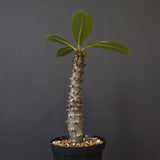 P.バロニー (実生) 20