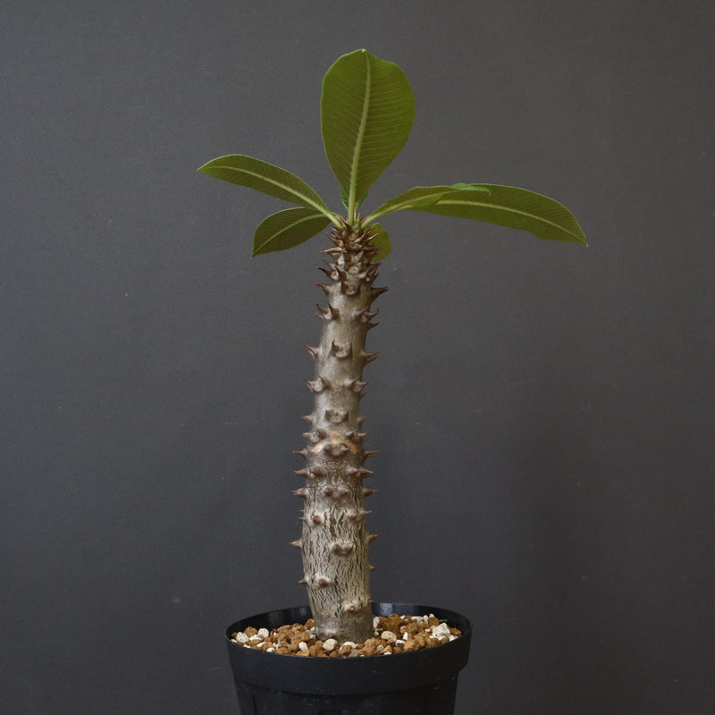 P.バロニー (実生) 20