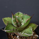 【DRAGON AGAVE】アガベ  白犀牛  EC1