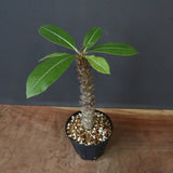 P.バロニー (実生) 20