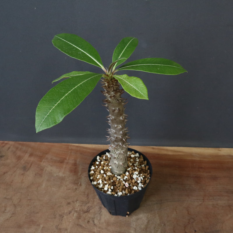 P.バロニー (実生) 20