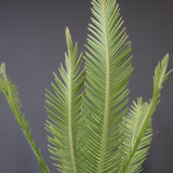 エンセファラルトス ゲリンキー 2