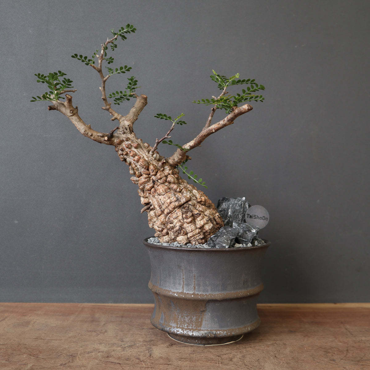 オペルクリカリア・パキプス – 2ページ目 – TaiShoDo ONLINE SHOP